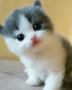 Kedi Tırmalama Platformları